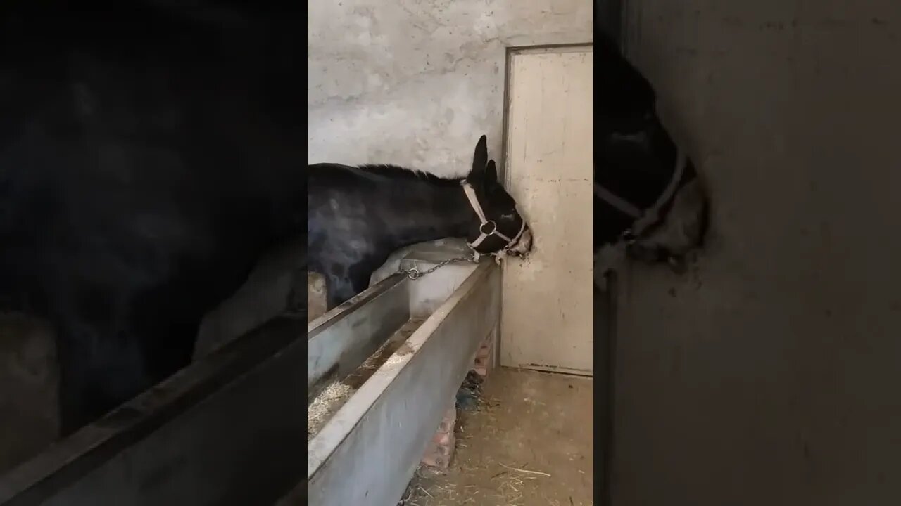 intelligent Donkey #reaction #shorts #youtubeshorts