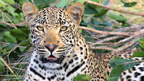 LEOPARD - Animals For Kids - Know The Animal