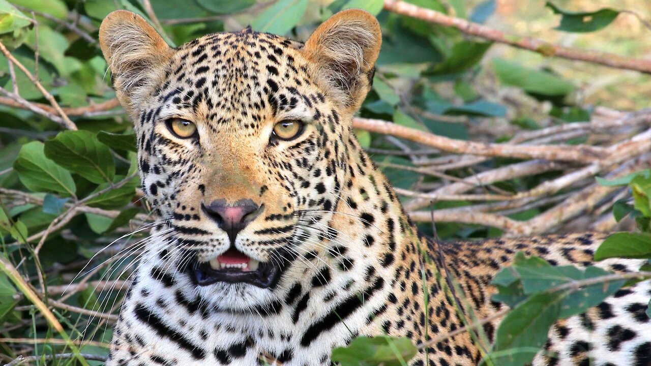 LEOPARD - Animals For Kids - Know The Animal