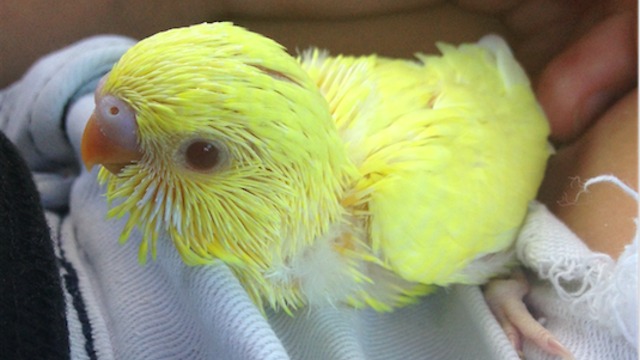 Parakeet thoroughly enjoys head scratches