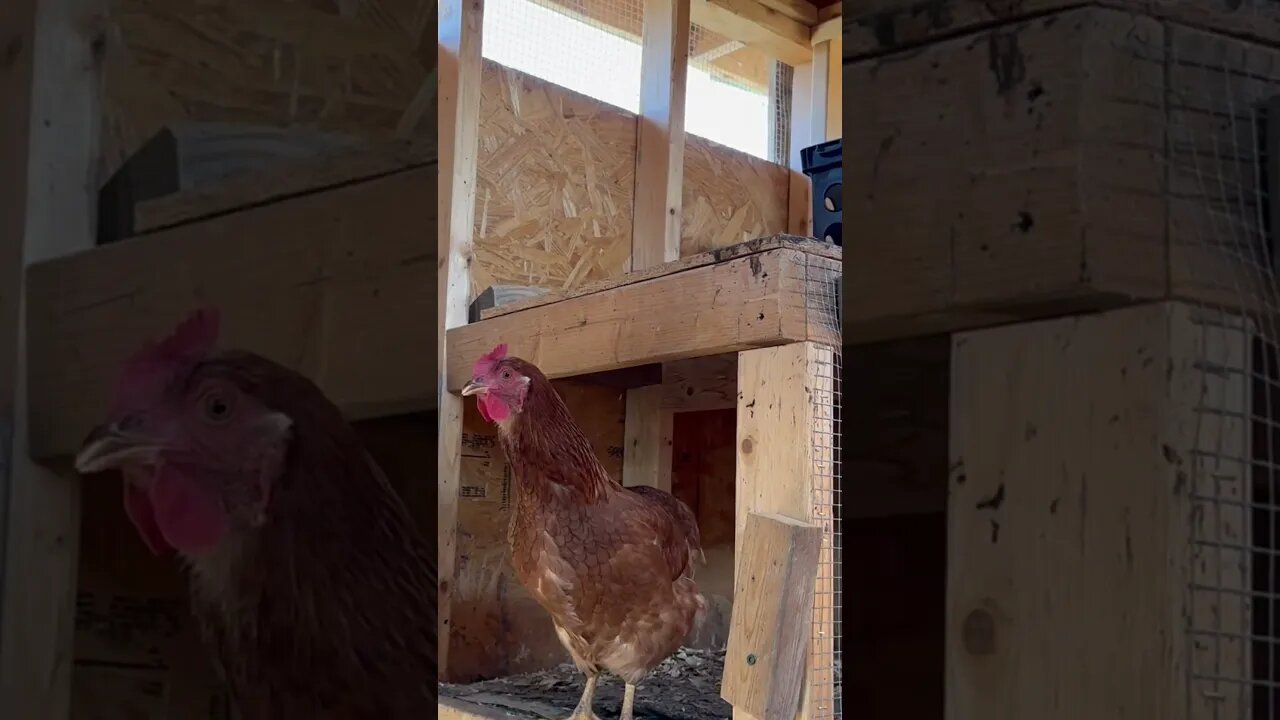Funny chicken
