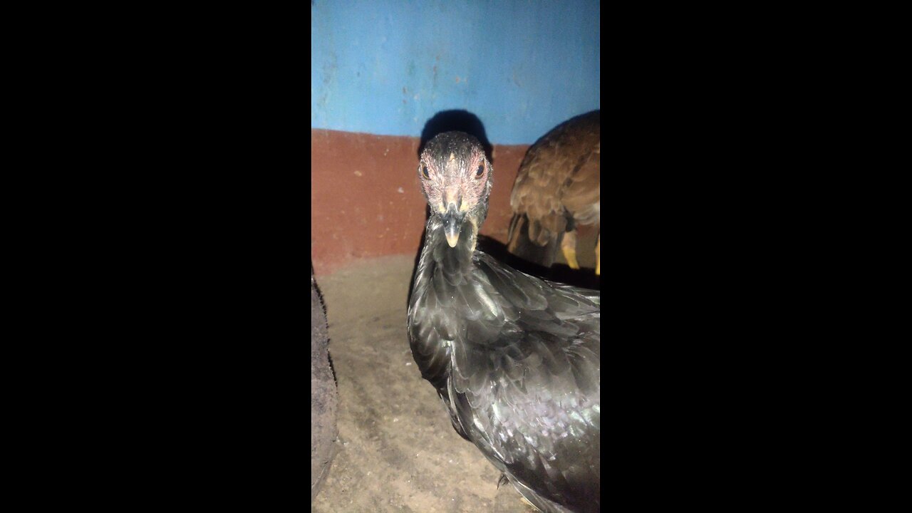 India famous black hen