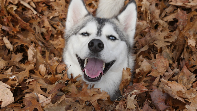 Husky leaf pile party!