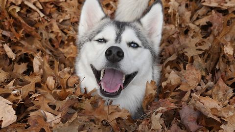 Husky leaf pile party!