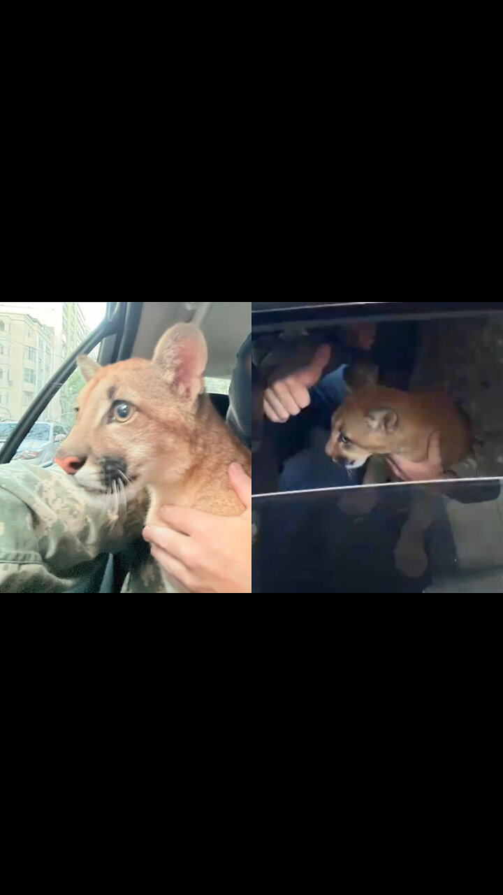 PF resgata filhote de onça-parda em favela do Rio de Janeiro