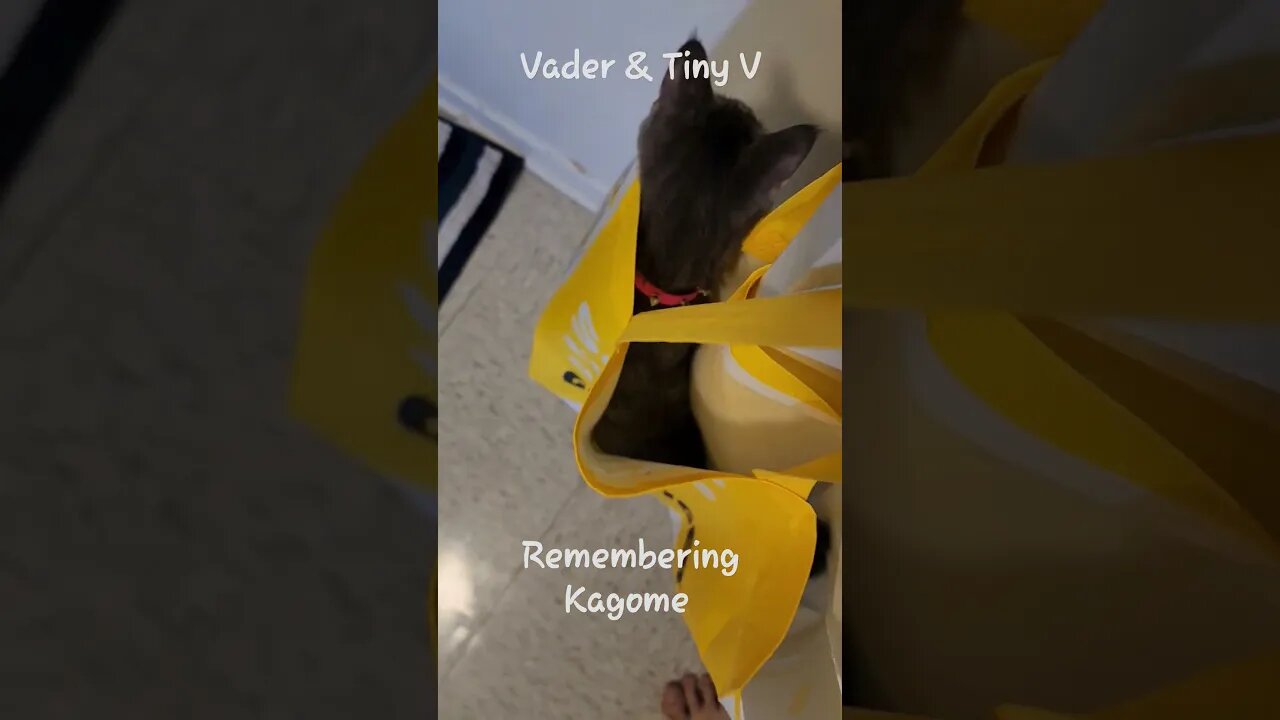 big cat Vader playing with tiny cat very cute