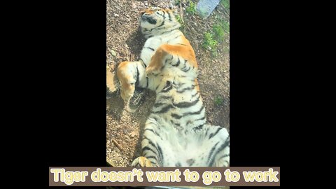 Animals pretending to be dead tigers are pretty cute