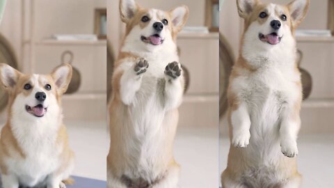 cute dog request for you