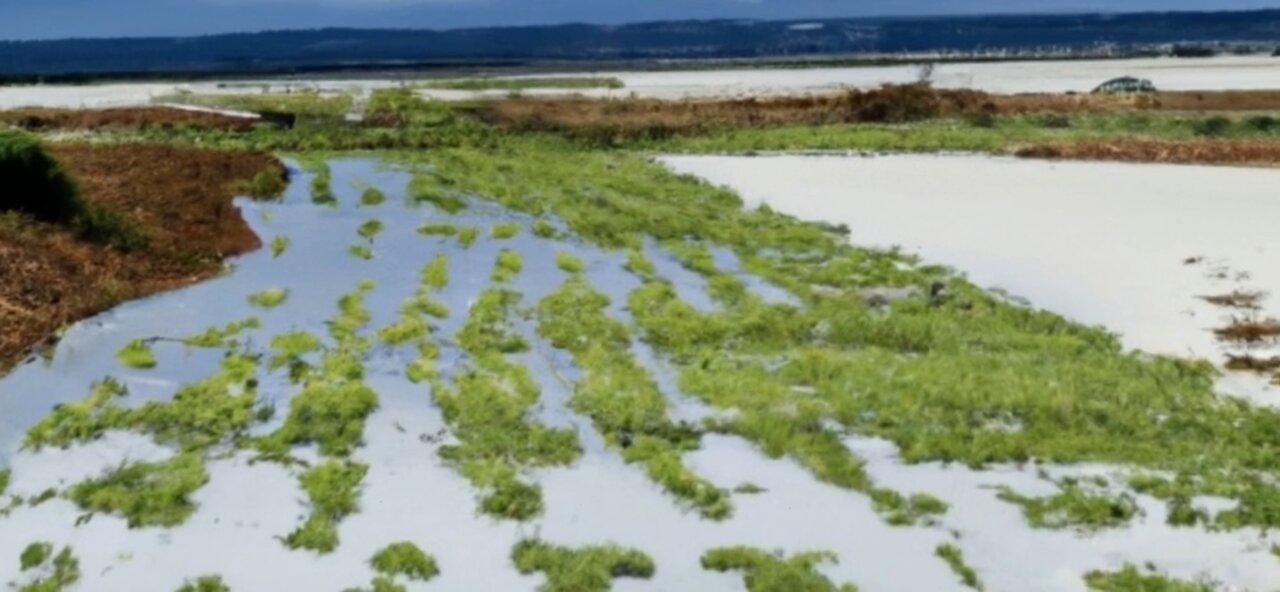 Efeitos do fenômeno El Niño nas regiões brasileiras agricultura pecuária ￼