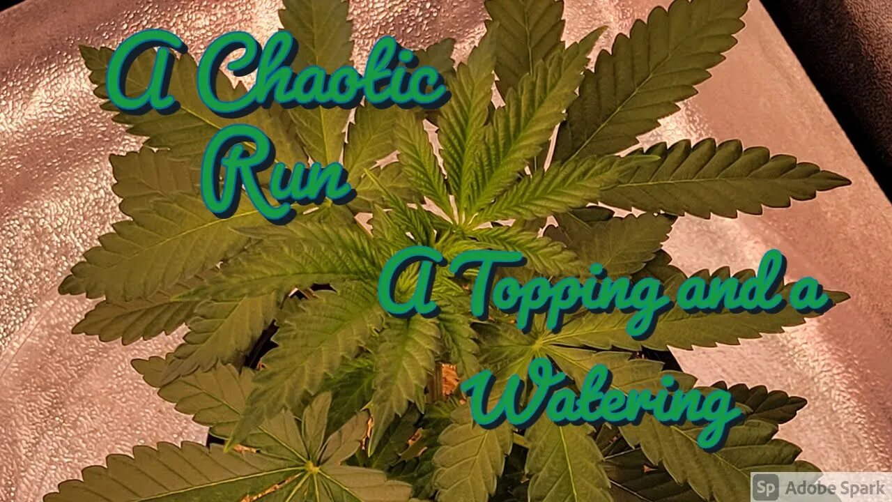 A Topping and a Watering #UnitFarm #ACInfinity