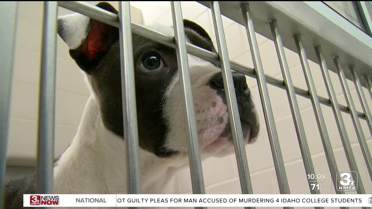 Dog kennels full at Nebraska Humane Society and other shelters