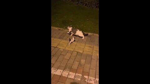 mother cat leave her crying kitten behind