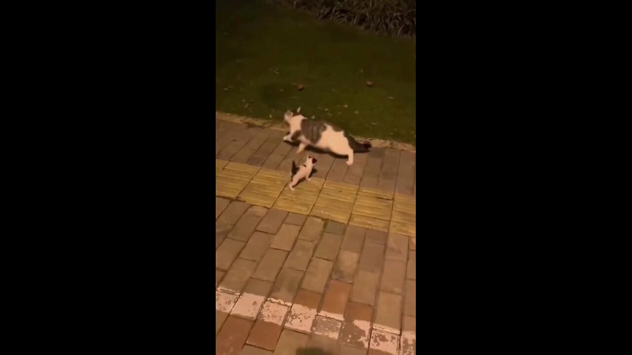 mother cat leave her crying kitten behind