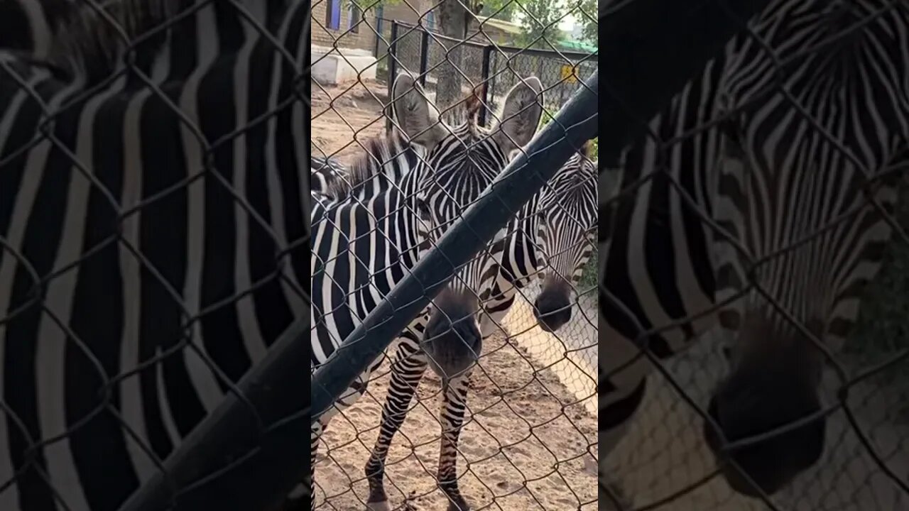 #pakistan #subscribe #short #beautiful #zebra