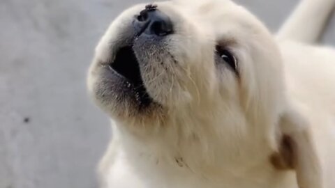 Beautiful dogs 🐶 trending video