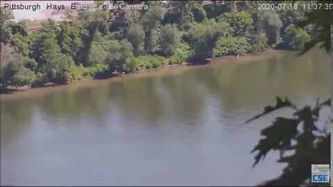 Hays Eagles juvenile flies over the Monongahela river 71820