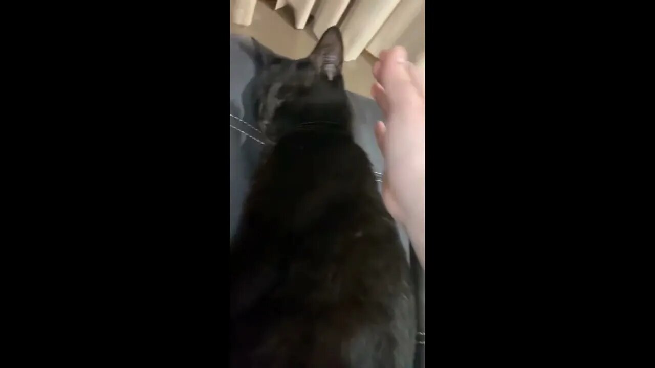 cat gets rudely awakened from a bad dream youtubetomp34 com #Shorts