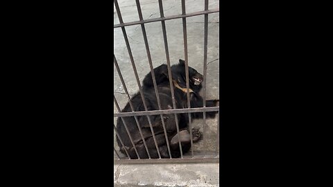 An Asian bear relaxes in the Mandalay Zoo, Burma