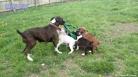 Dogs protect and playing with their Puppies - Compilation