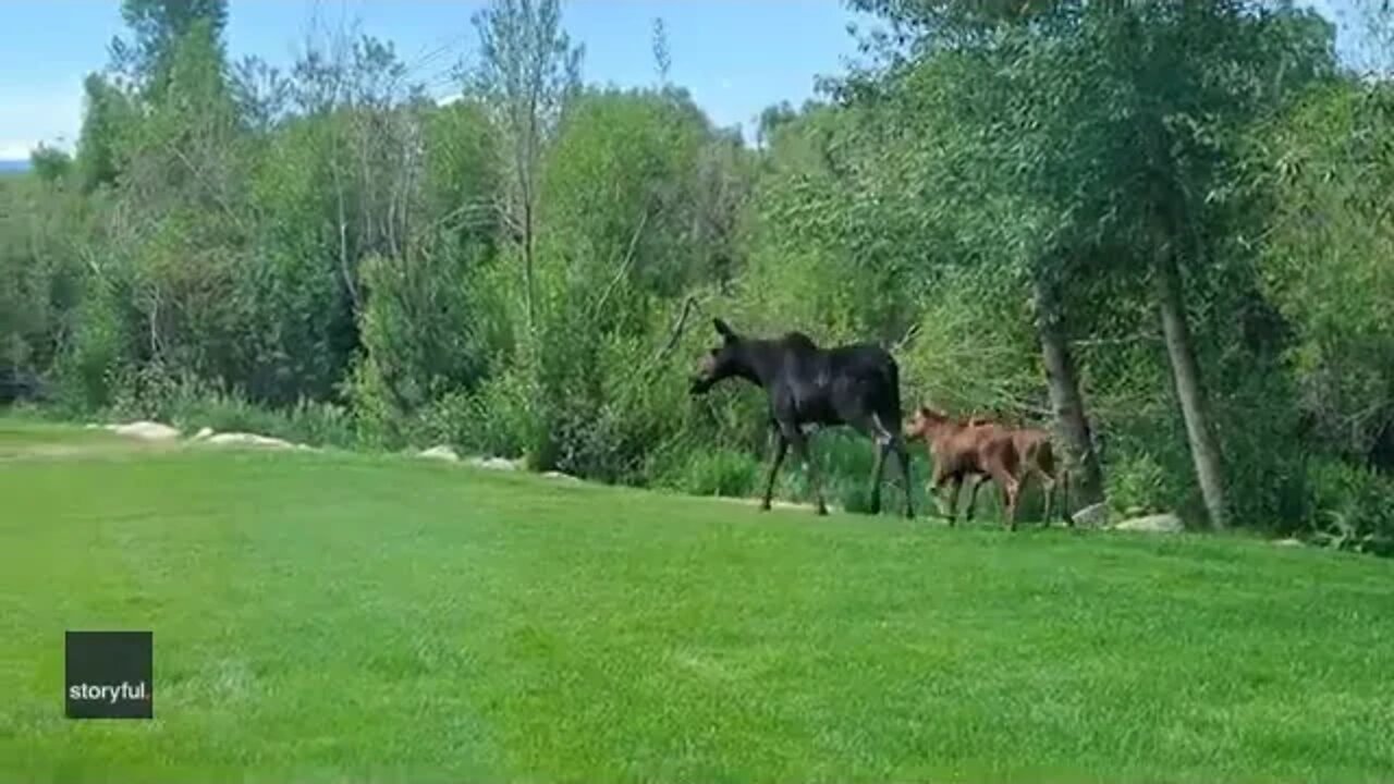 Moose and Calves Entertain Colorado Office Worker