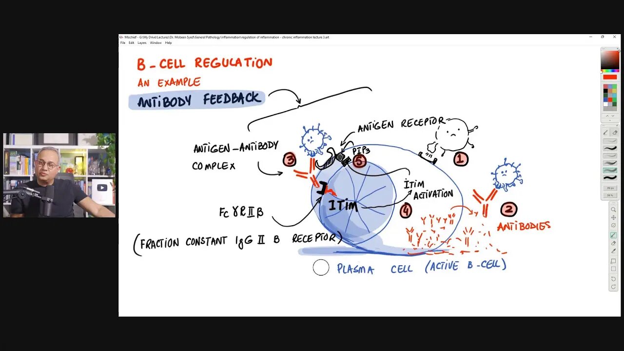 Chronic Inflammation - Immune System Regulation (Lecture 3)