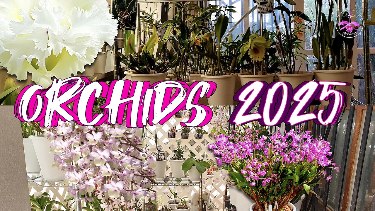 Pro Tips for Growing Orchids 2025 | A NEW Reality | A 30-Year Enthusiast's Guide #ninjaorchids