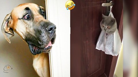 Funniest Animals 2023 - Funniest Cats and Dogs - Part 33/Happyy Pett