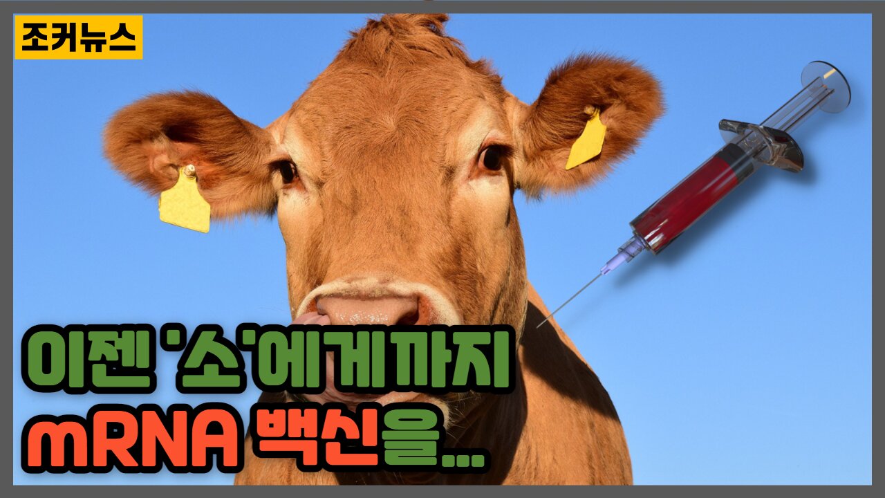 이젠 '소'에게까지 mRNA 백신을 - 자석이 붙는 소고기