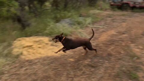 Imagine Her Zoomies At The Beach