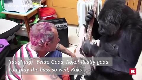 Famous bassist has sweet jam sesh with a gorilla