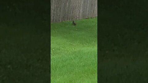 squirrel is back #shorts