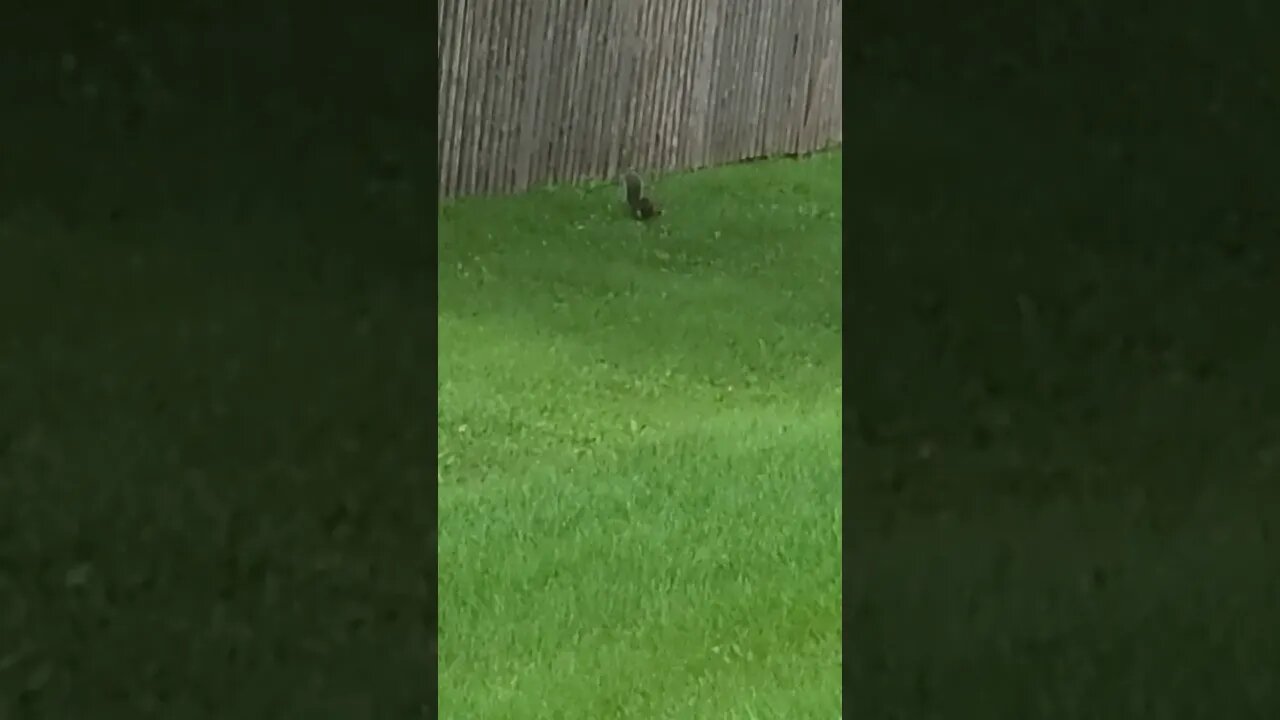 squirrel is back #shorts