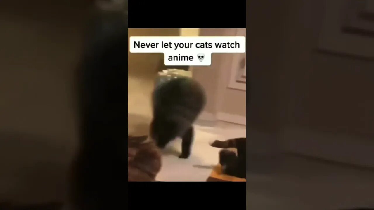 😂 never let your cats watch anime! 😂 - Best Shorts Of The 2021 Funny Animal Videos #40 #shorts