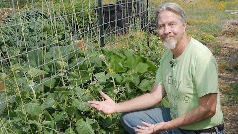 How to Grow More Cucumbers