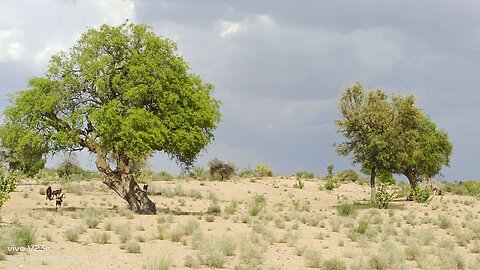 My village view village life of Thar desert of Sindh Pakistan