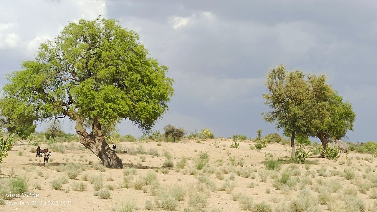 My village view village life of Thar desert of Sindh Pakistan