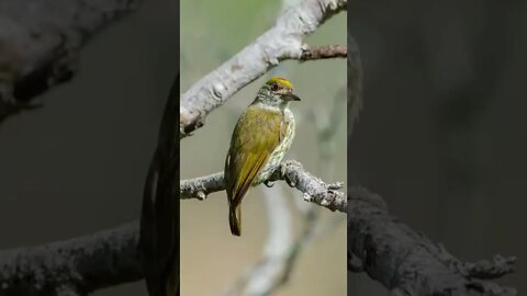 🐤🐦Beautiful Birds🐥🐦