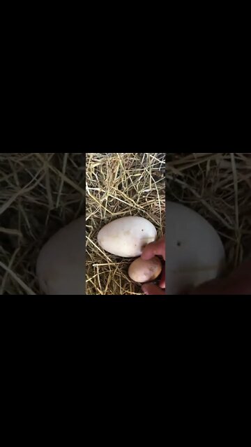Goose egg next to chicken egg.