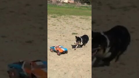🐕 Dogs chasing RC Car in the Park #shorts