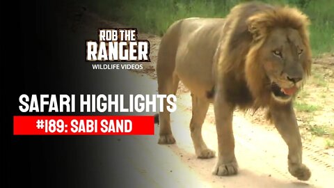 Safari Highlights #189: 28 Jan - 01 Feb 2013 | Sabi Sand Nature Reserve | Latest Wildlife Sightings