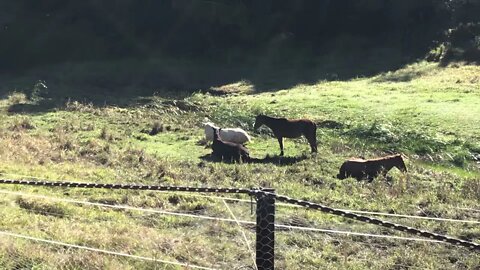 So the kookaburra had left but we have another horse lying down to sleep