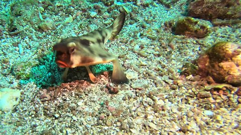 Freaky little fish walks on legs, appears to be wearing red lipstick!