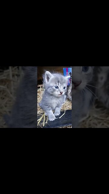 Kitteh Opines on the Matters at Paw