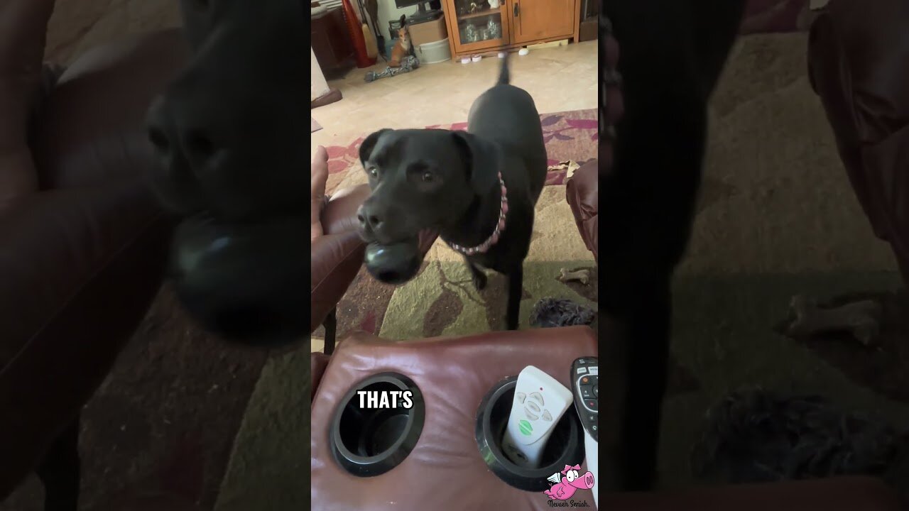 Cute Adorable Puppy Learning Indoor Playtime!