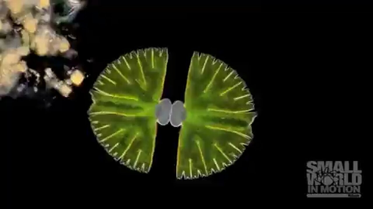 Cell division, algae style