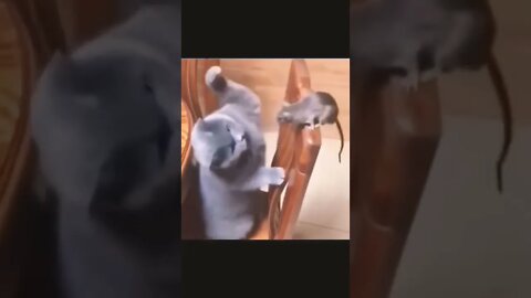 Cat Fun Videos #reels #shorts #cat #funny