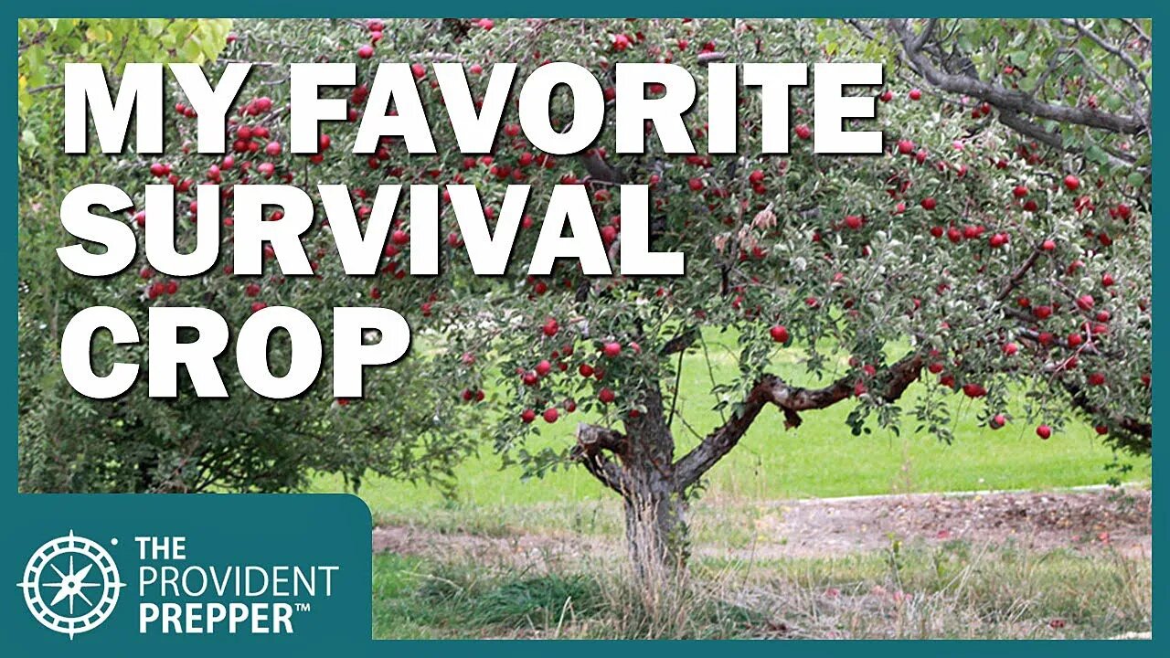 Best Methods for Preserving the Bountiful Apple Harvest