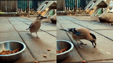 Bird eats dog food.