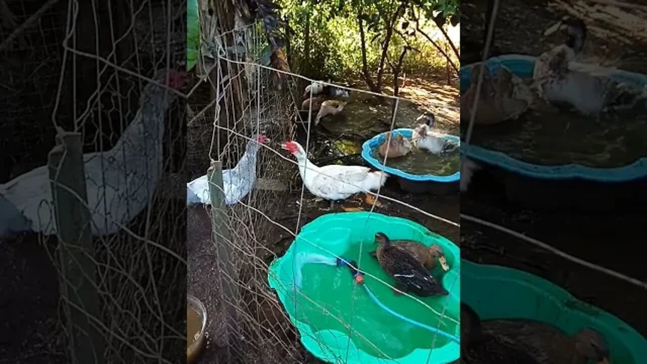 Some ducks enjoying their morning swim and clean 11th August 2021