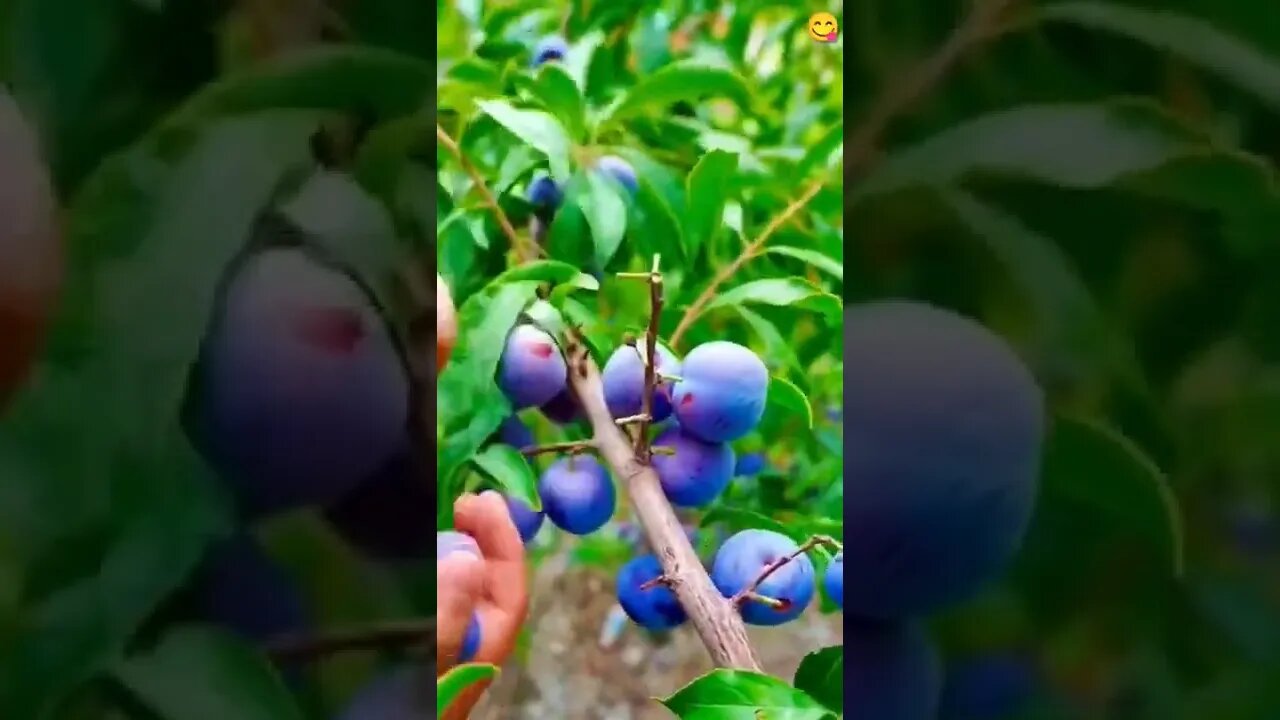 Yummy Berries #UpFoodReview #ytshorts #Food #Streetfood #viral #viral2022 #trending #trending2022